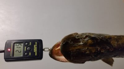 Lydeka, 2,2 kg — Rėkyvos