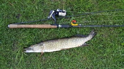 Lydeka, 1,3 kg — Šalčininkėlių