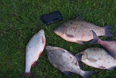 Auksinis karosas, 1,7 kg — Nemunas