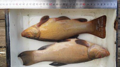 Lynas, 0,5 kg — Laičių II-asis