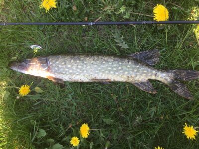 Lydeka, 1,5 kg — Pilvė