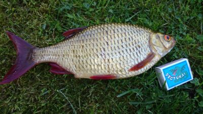 Paprastoji raudė, 0,4 kg — Smalių
