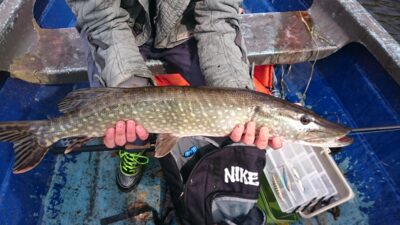 Lydeka, 2,5 kg — Loch of Aboyne