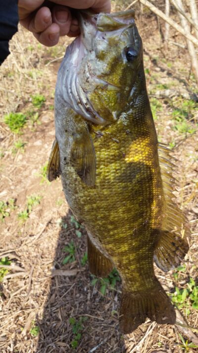 Mažažiotis upėtakinis ešerys, 2,8 kg