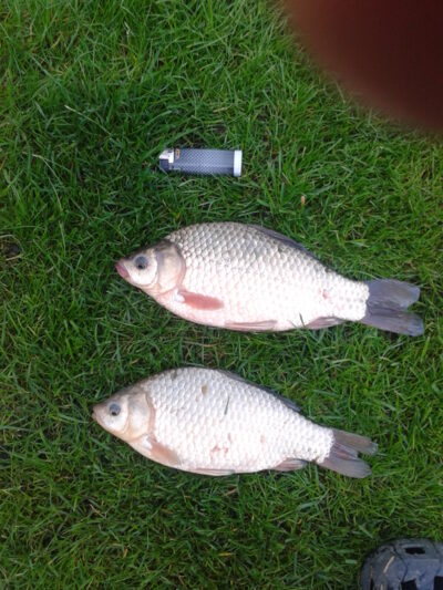 Sidabrinis karosas, 0,5 kg