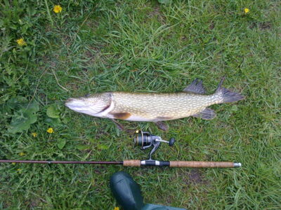 Lydeka, 3,6 kg