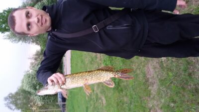 Lydeka, 1,3 kg