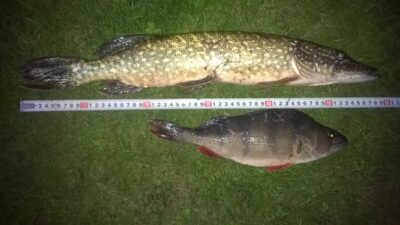 Lydeka, 1,8 kg