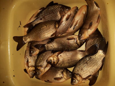 Sidabrinis karosas ×14