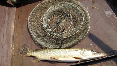 Lydeka, 1,2 kg
