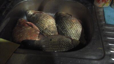 Auksinis karosas, 0,4 kg