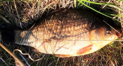 Auksinis karosas, 0,5 kg — Petraičių