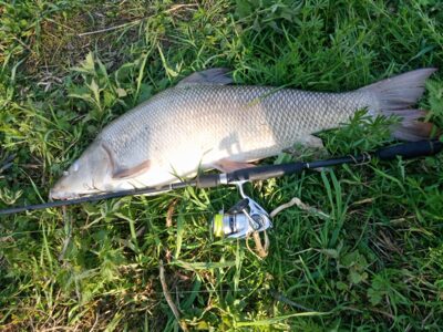 Paprastasis ūsorius, 6,6 kg