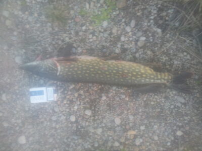 Lydeka, 2,1 kg