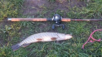 Lydeka, 0,7 kg — Kretuonas