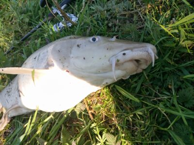 Paprastasis ūsorius, 6,6 kg — Nemunas