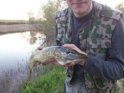 Lydeka, 1,2 kg