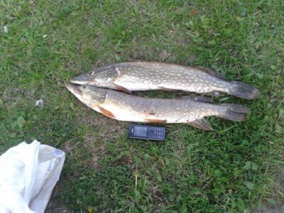 Lydeka, 1,4 kg