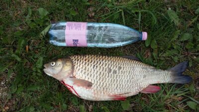 Mekne, 2,6 kg