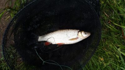 šapalas, 0,3 kg — Neris