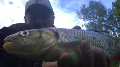 šapalas, 0,8 kg