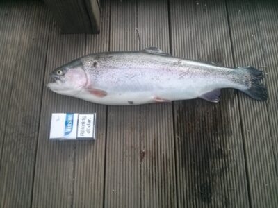 Vaivorykštinis upėtakis, 1,6 kg — Trekanten