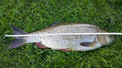Mekne, 1,0 kg
