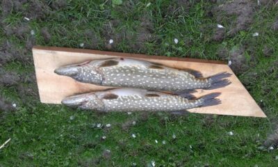 Lydeka, 1,5 kg — Žirnajai