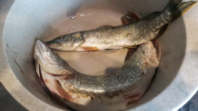 Lydeka, 2,1 kg