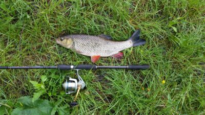 šapalas, 1,8 kg — Nevėžis