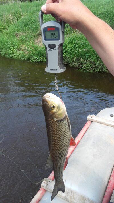 šapalas, 1,5 kg — Dubysa