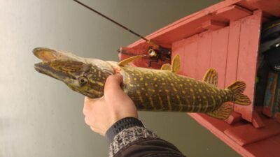 Lydeka, 1,8 kg