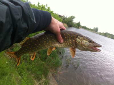 Lydeka, 1,7 kg
