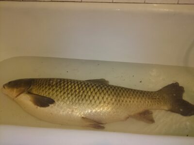 Baltasis amūras, 12,8 kg