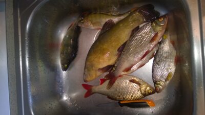 Lynas, 0,5 kg — Antanavo HE