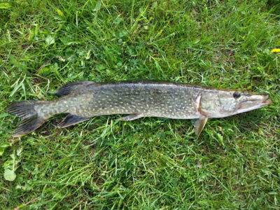 Lydeka, 1,7 kg