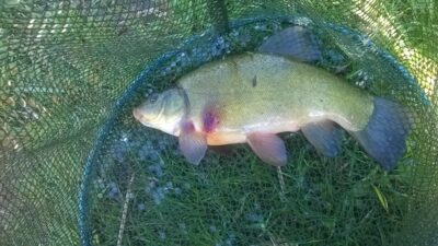 Lynas, 0,6 kg