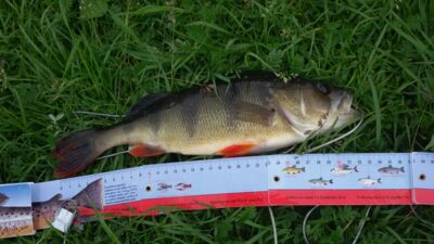Ešerys, 0,6 kg