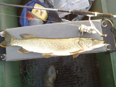 Lydeka, 1,8 kg