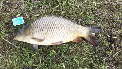 Paprastasis karpis, 1,9 kg — Akmena