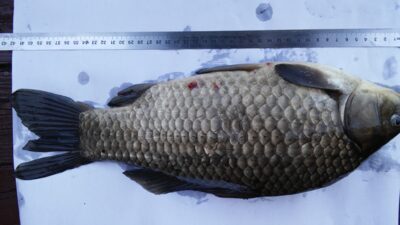 Sidabrinis karosas, 1,3 kg — Klovainių IV-asis
