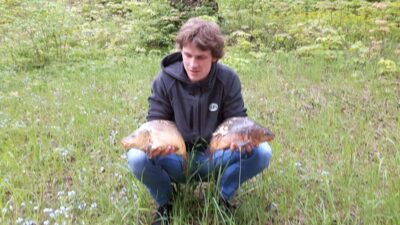 Paprastasis karpis, 1,5 kg