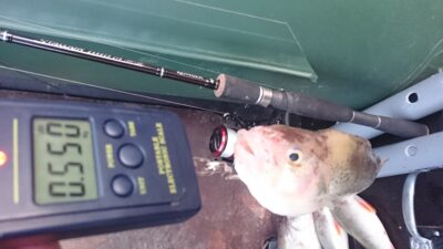 Ešerys, 0,6 kg — Kuršių
