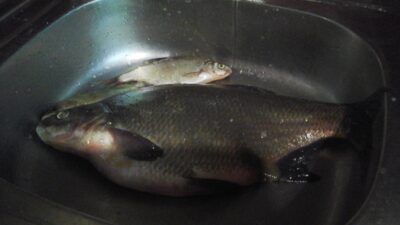Karšis, 1,7 kg