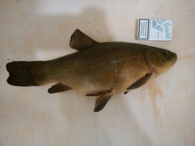 Lynas, 1,6 kg — Paežerių