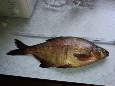 Karšis, 1,0 kg — Drąsutaičių