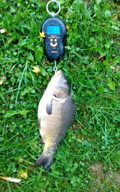 Paprastasis karpis, 0,9 kg — Kelpšaičių