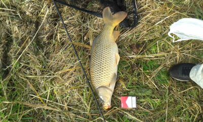 Paprastasis karpis, 4,5 kg