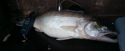 Starkis, 1,5 kg — Kuršių