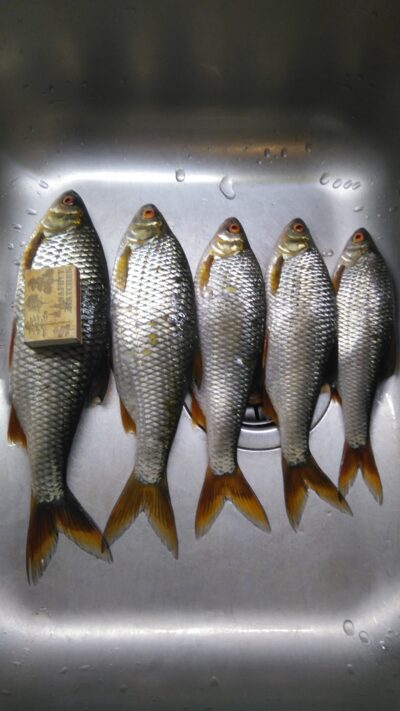 Paprastoji kuoja ×5 — Vainiūnų